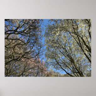 Magnolien, Zweige und Blossom Poster