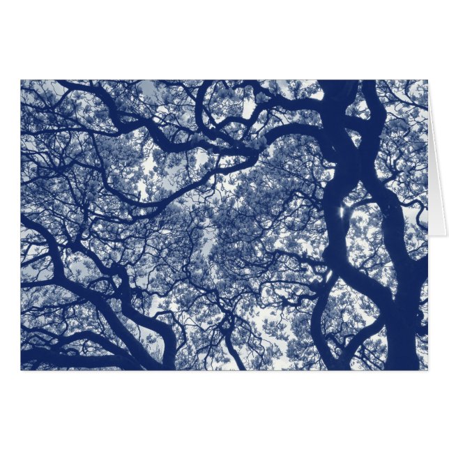 Magnolienbaum - Cyanotypeneffekt (Vorderseite (Horizontal))