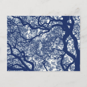 Magnolienbaum - Cyanotypeneffekt Postkarte