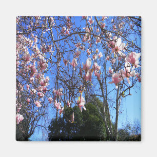 Magnolienbaum...... Magnet