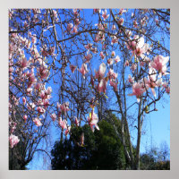 Magnolienbaum......