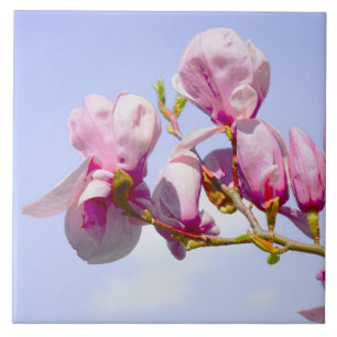 Magnolienblüten Florale Botanische Blüten Chic Fliese