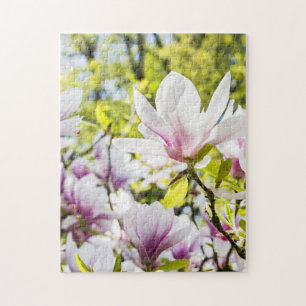 Magnolienblüten im Frühling