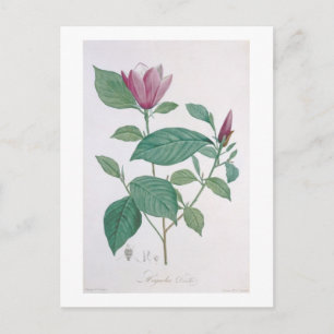 Magnolienfarben, graviert von Legrand (Farbe beleu Postkarte