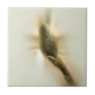 Magnolienknospe Fliese