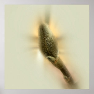 Magnolienknospe Poster