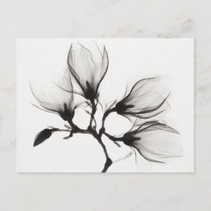 Magnolienzweig mit vier Blüten (ca. 1910-1925) Postkarte