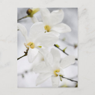 Magnolische Blume Postkarte