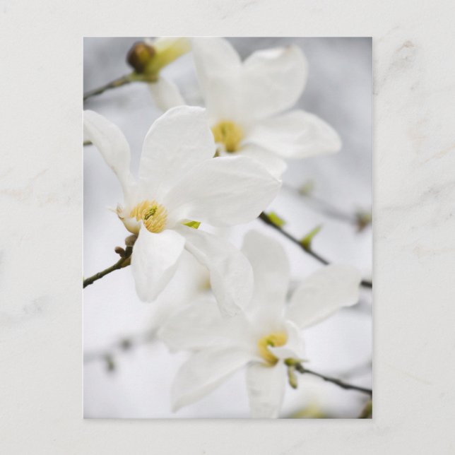 Magnolische Blume Postkarte (Vorderseite)