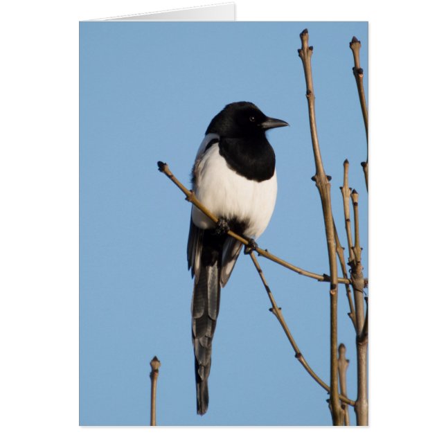 Magpie (Vorne)