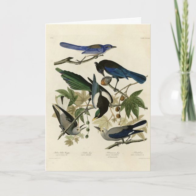 Magpie Jay & Nutcracker Audubon Birds of America Karte (Vorderseite)