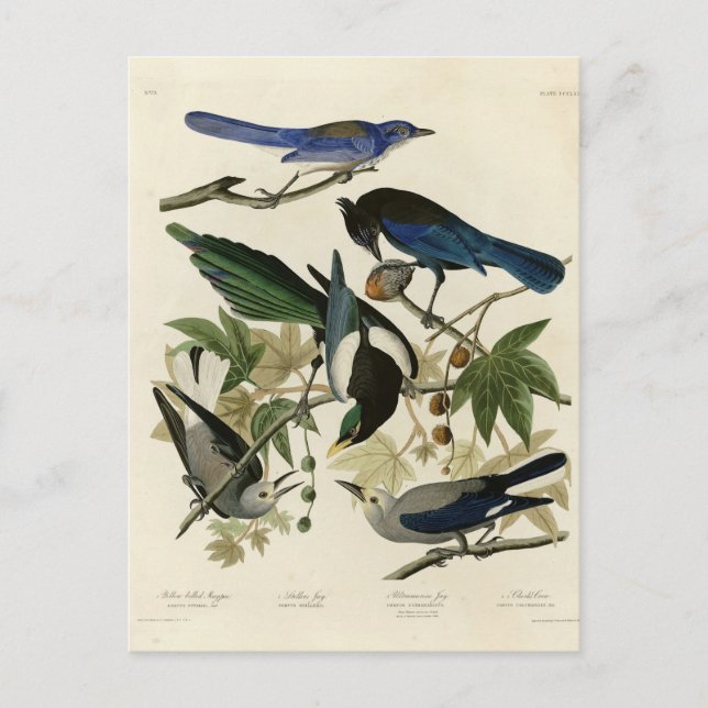 Magpie Jay & Nutcracker Audubon Birds of America Postkarte (Vorderseite)