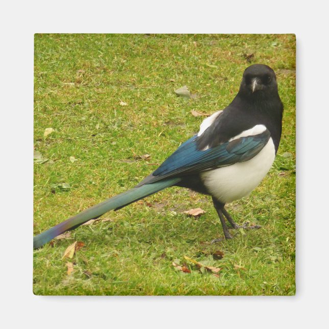 Magpie Magnet (Vorne)