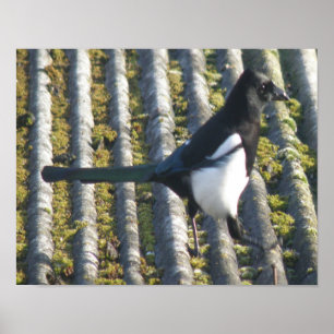 Magpie mit beattem Auge Print Poster
