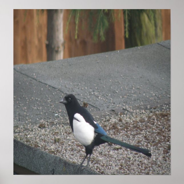 Magpie Poster (Vorne)