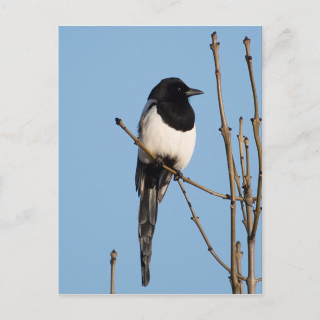 Magpie Postkarte (Vorderseite)