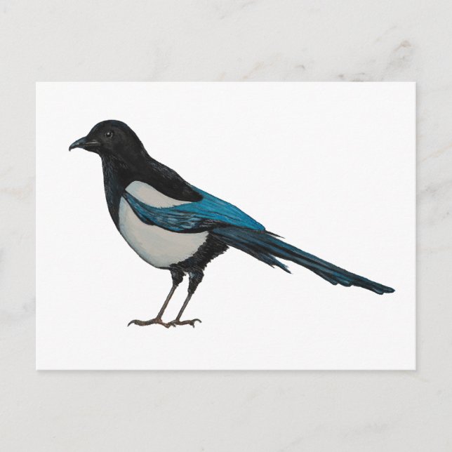 Magpie Postkarte (Vorderseite)