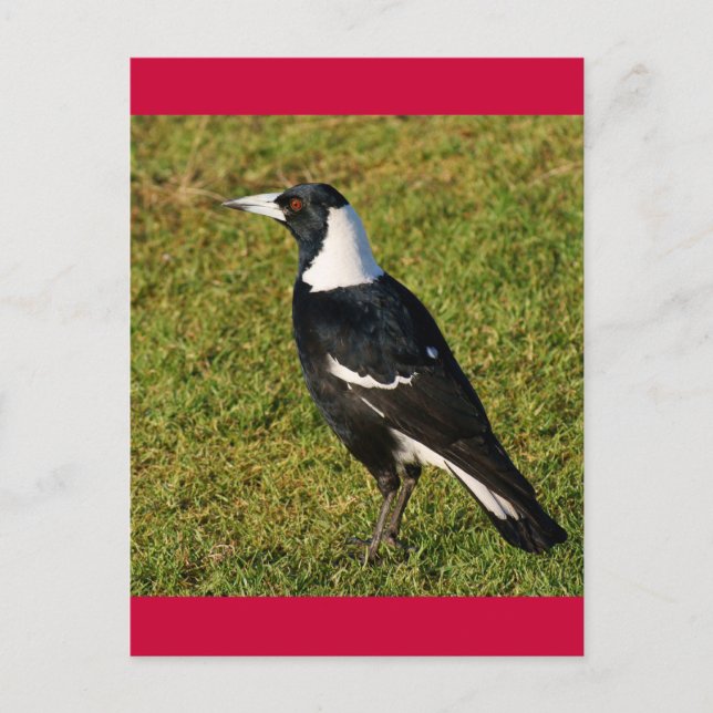 Magpie Postkarte (Vorderseite)