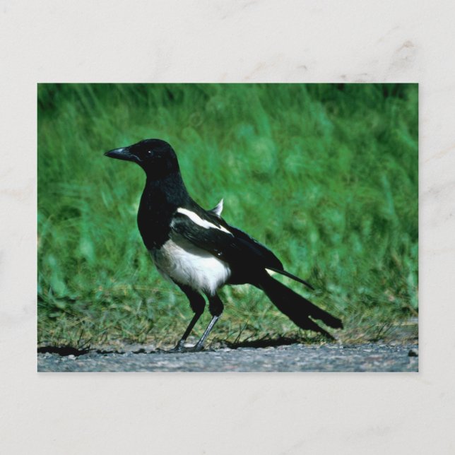 Magpie Postkarte (Vorderseite)