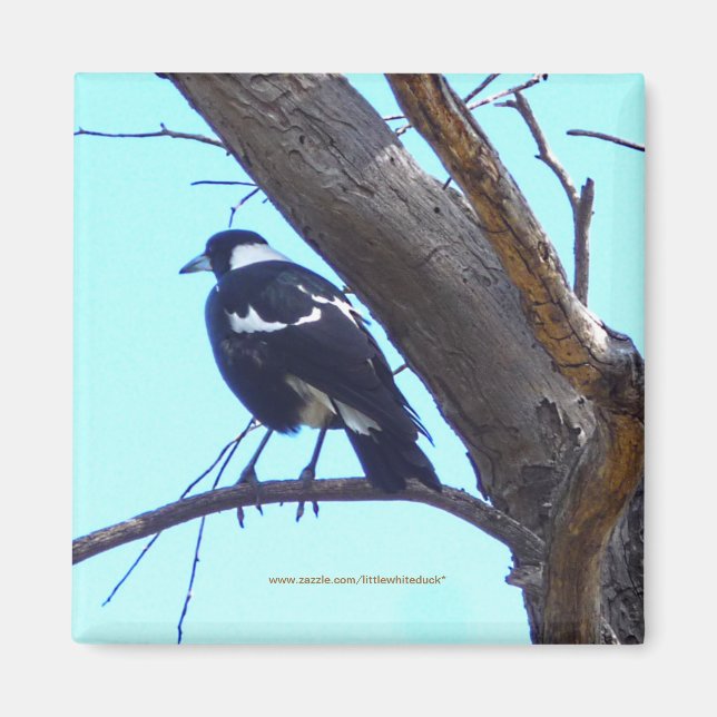 Magpie sur une branche - Magnet (Devant)