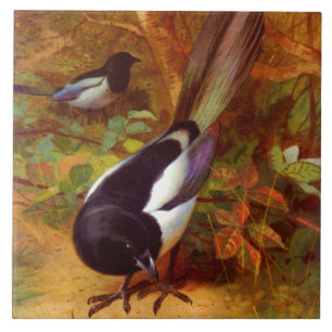 Magpies Fliese