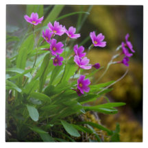 Maguire Primrose Wildblume Foto © Sandy Long