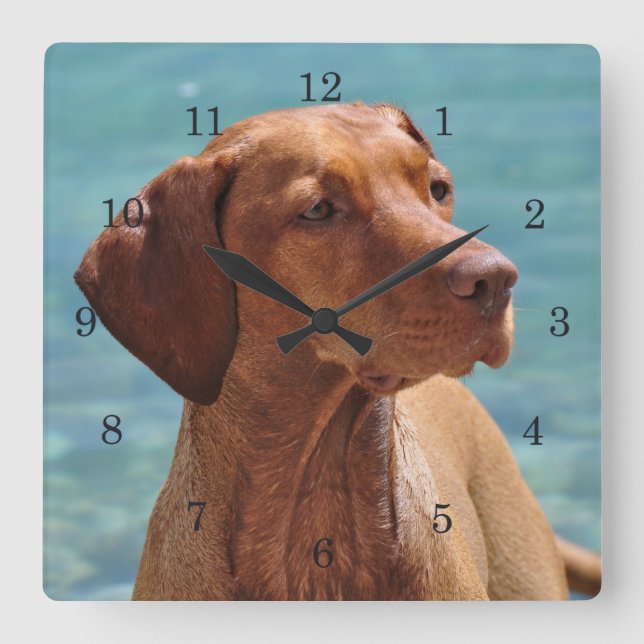 Magyar Vizsla Dog Quadratische Wanduhr (Vorderseite)