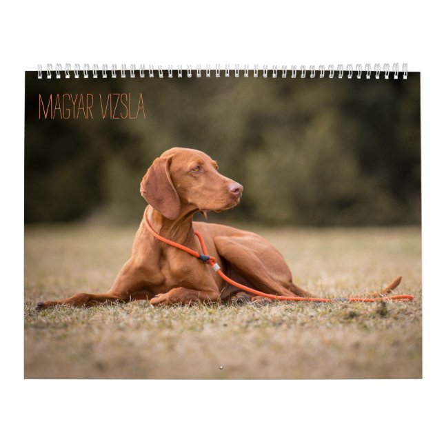 Magyar Vizsla Hunde Kalender (Titelbild)
