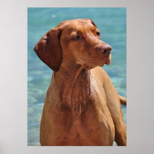 Magyar Vizsla Poster