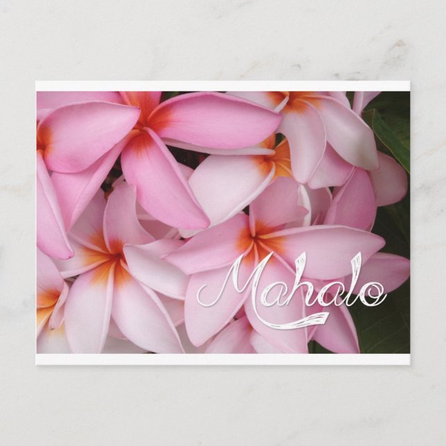 Mahalo Pink Plumeria Card Postkarte (Vorderseite)