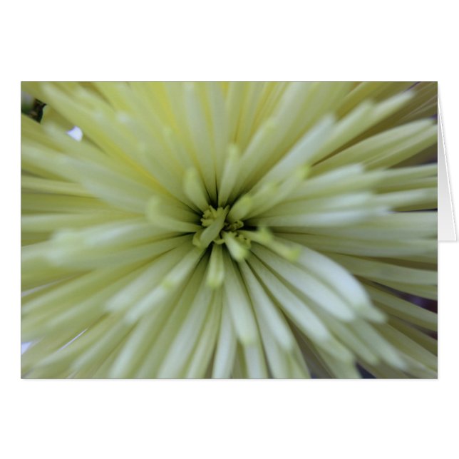 Mai Blume #2 (Vorderseite (Horizontal))