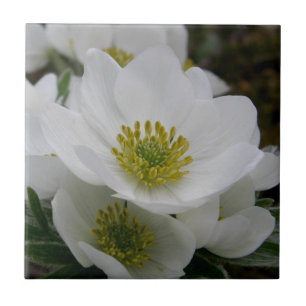 Mai-Blume, Anemone narcissiflora Fliese