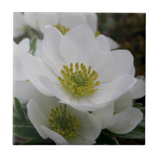 Mai-Blume, Anemone narcissiflora Fliese
