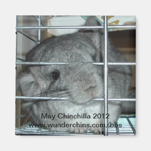 Mai-Chinchillamagnet 2012 Magnet