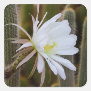 Mai im Garten Quadratischer Aufkleber