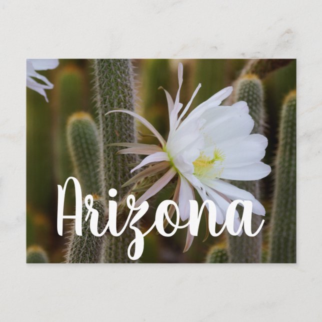 Mai in Arizona Postkarte (Vorderseite)