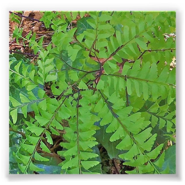 Maidenhair Fern Fotodruck (Vorne)