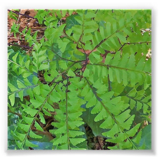 Maidenhair Fern Fotodruck