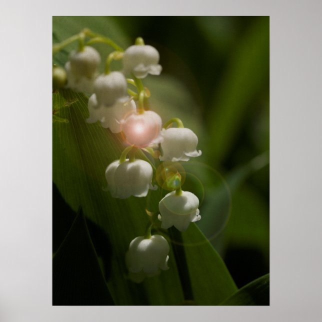 Maiglöckchen-Blüten Poster (Vorne)