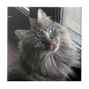 Main Coon Kitty Cat Carreaux en céramique