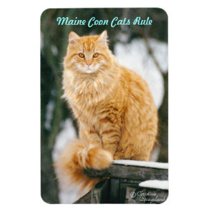 Maincoon cat Flexible Magnet