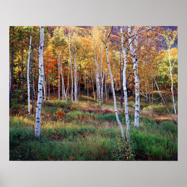 Maine, Acadia Nationalpark, Herbst Poster (Vorne)
