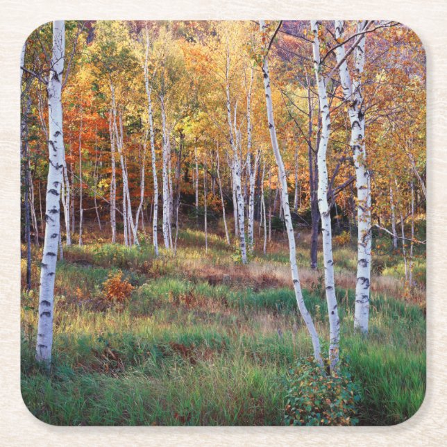 Maine, Acadia Nationalpark, Herbst Rechteckiger Pappuntersetzer (Vorderseite)