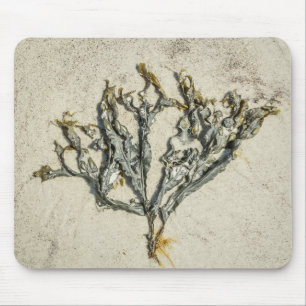 Maine-Algen am Sandstrand Mousepad