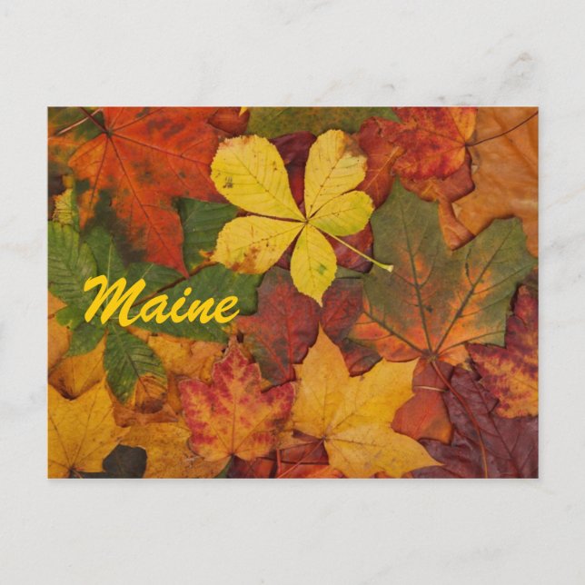 Maine Autumn Leaves Postcard Postkarte (Vorderseite)