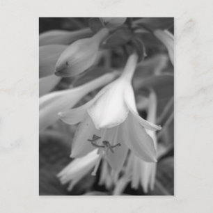 Maine_Black+White_154 Postkarte