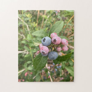 Maine-Blaubeeren