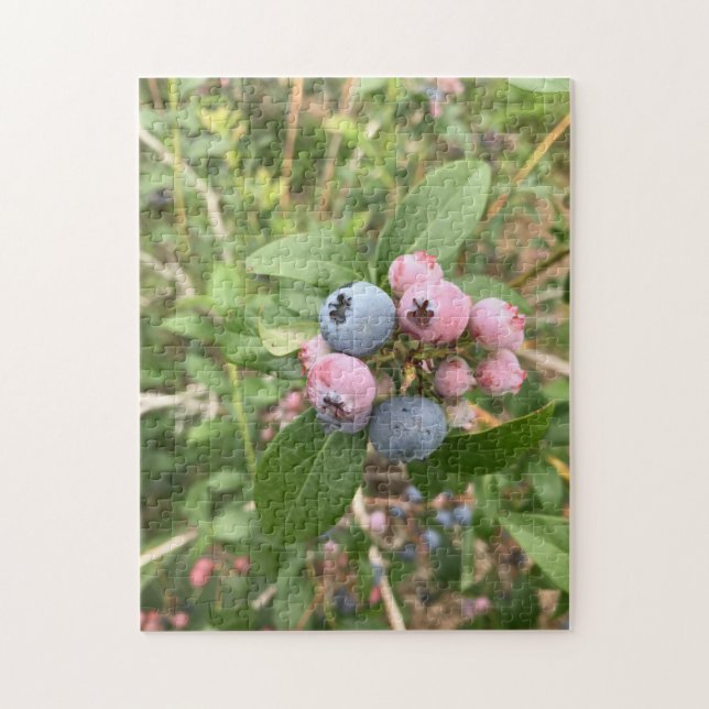 Maine-Blaubeeren (Vertikal)
