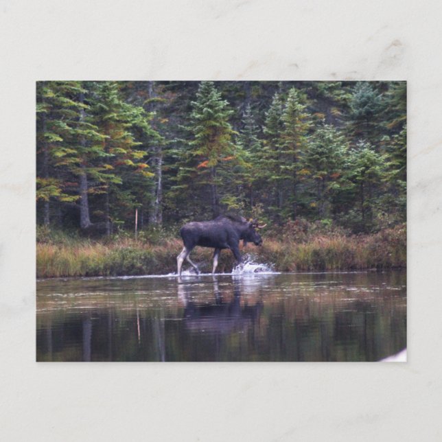 Maine Bull Moose Postkarte (Vorderseite)