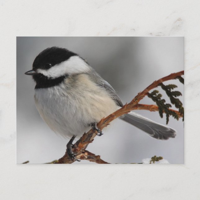 Maine Chickadee Postkarte (Vorderseite)